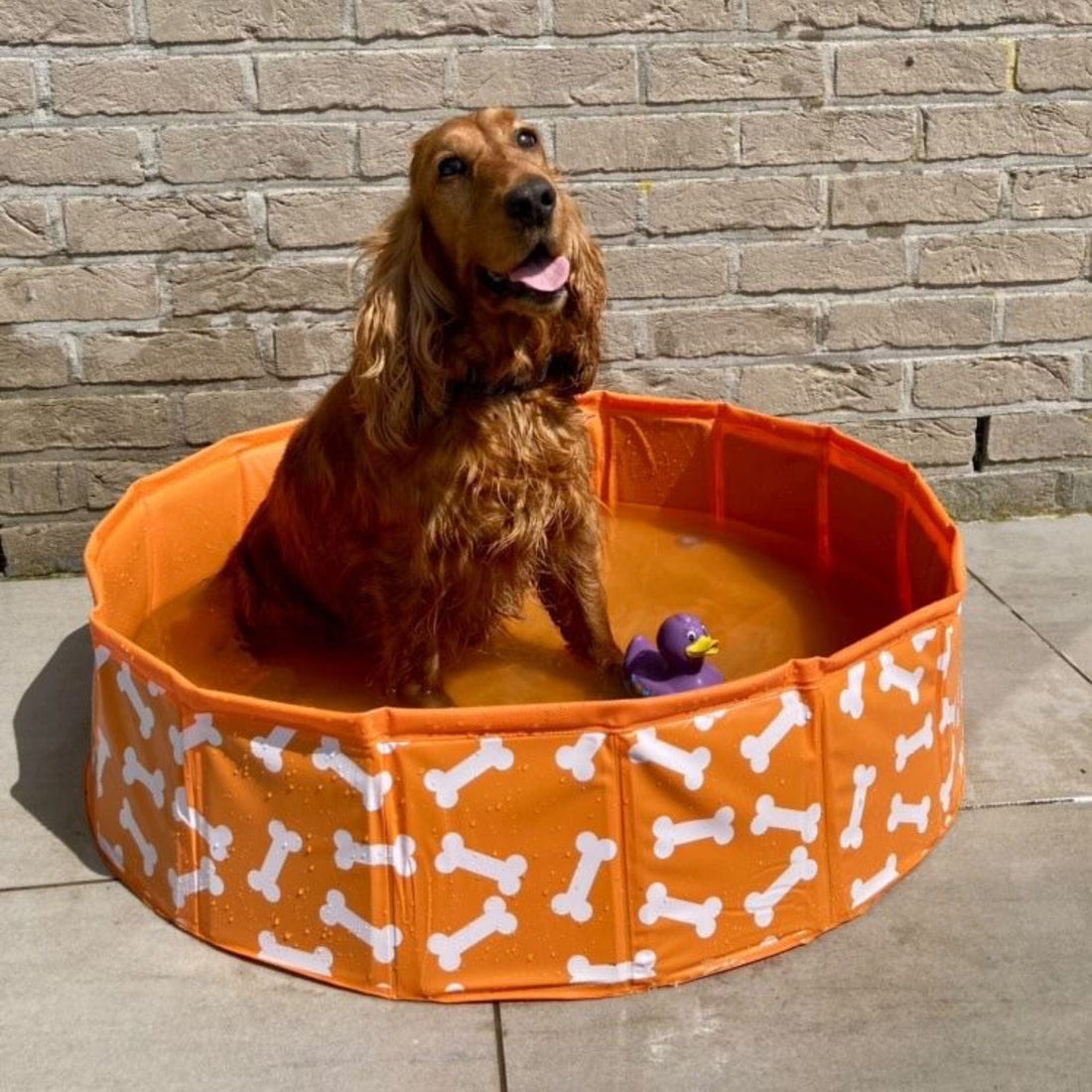 honden-zwembad-oranje-botjes-80-cm-swim-essentials-1